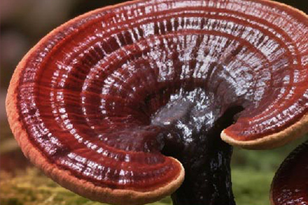 灵芝孢子油